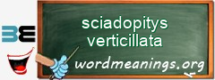 WordMeaning blackboard for sciadopitys verticillata